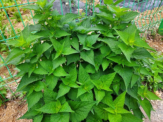 이미지 상세보기